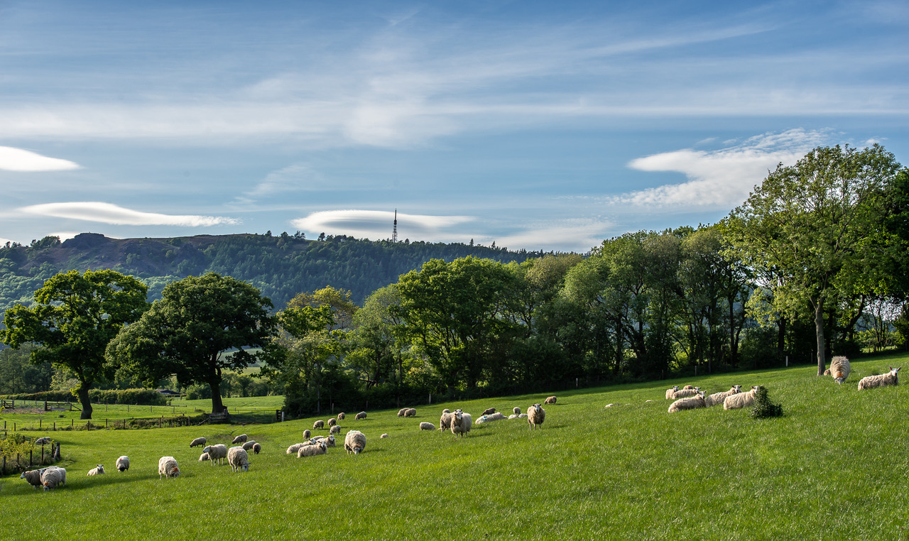 Shropshire field with British Lamb on Pickstock Farm