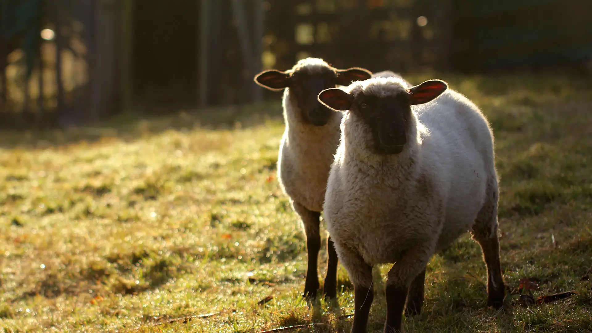 British lamb in a field for Pickstock Foods